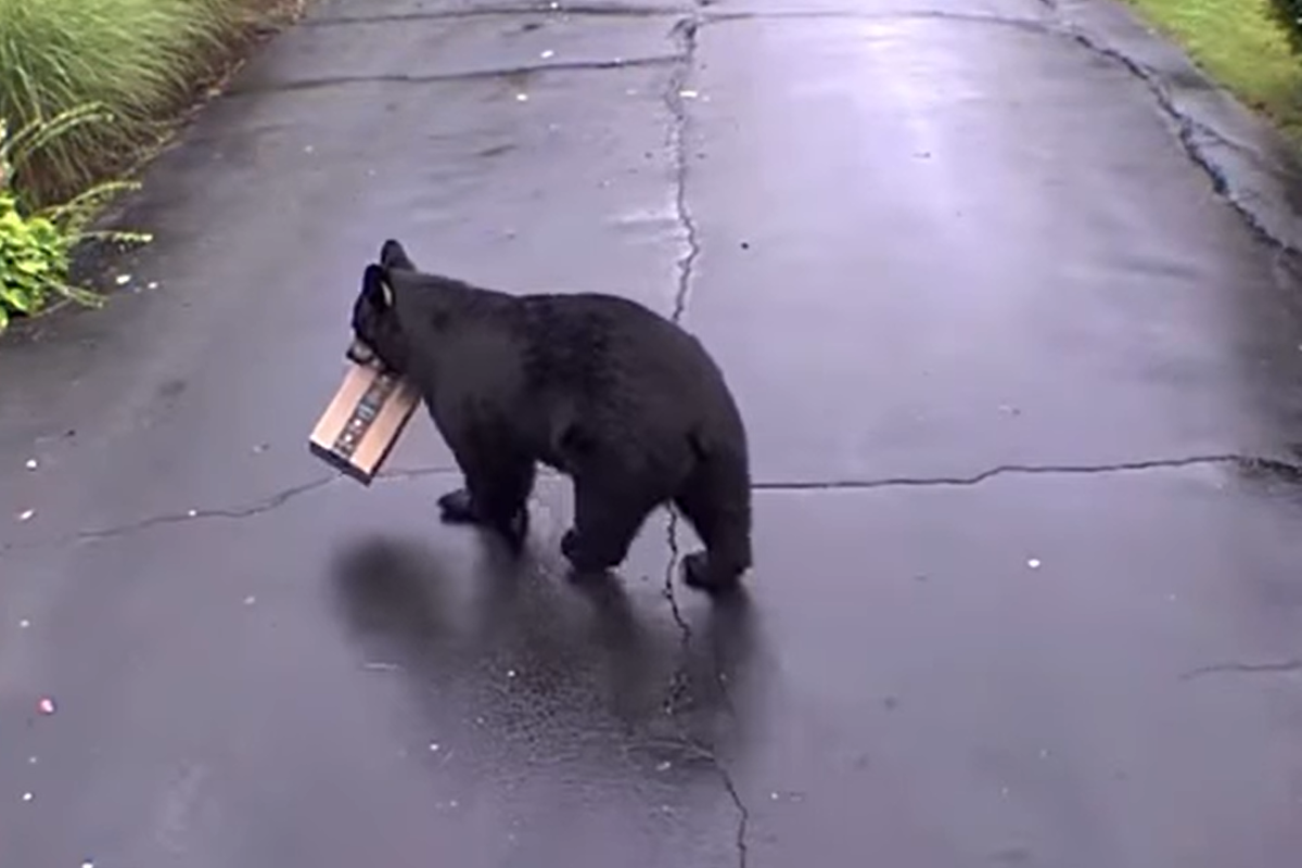 Medveď ukradol balík z Amazonu priamo spred domu