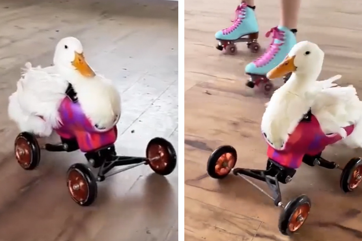 Roztomilá kačka sa učí znovu chodiť pomocou špeciálneho vozíčka. Ľudia si ju zamilovali