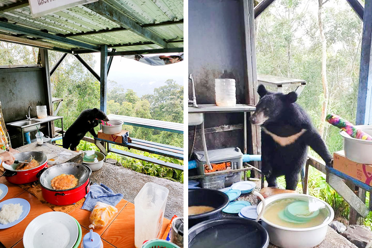 Rodinu počas varenia navštívil medveď. Svoj obed mu museli doslova vytrhnúť z papule