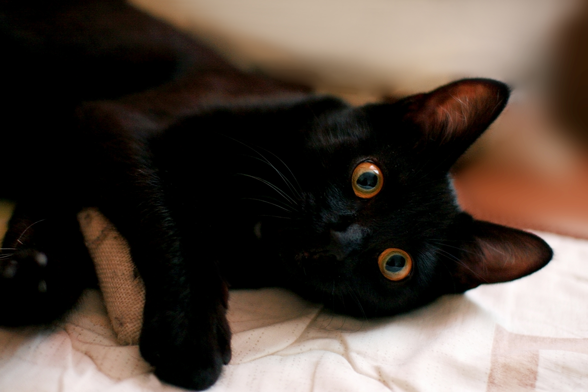 Internet si podmanila čierna mačička, ktorá ti prenikavými očami vidí až do duše