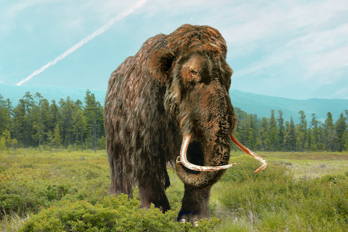 Vedci chcú oživiť mamuty. Mohli by nám pomôcť s klimatickou zmenou