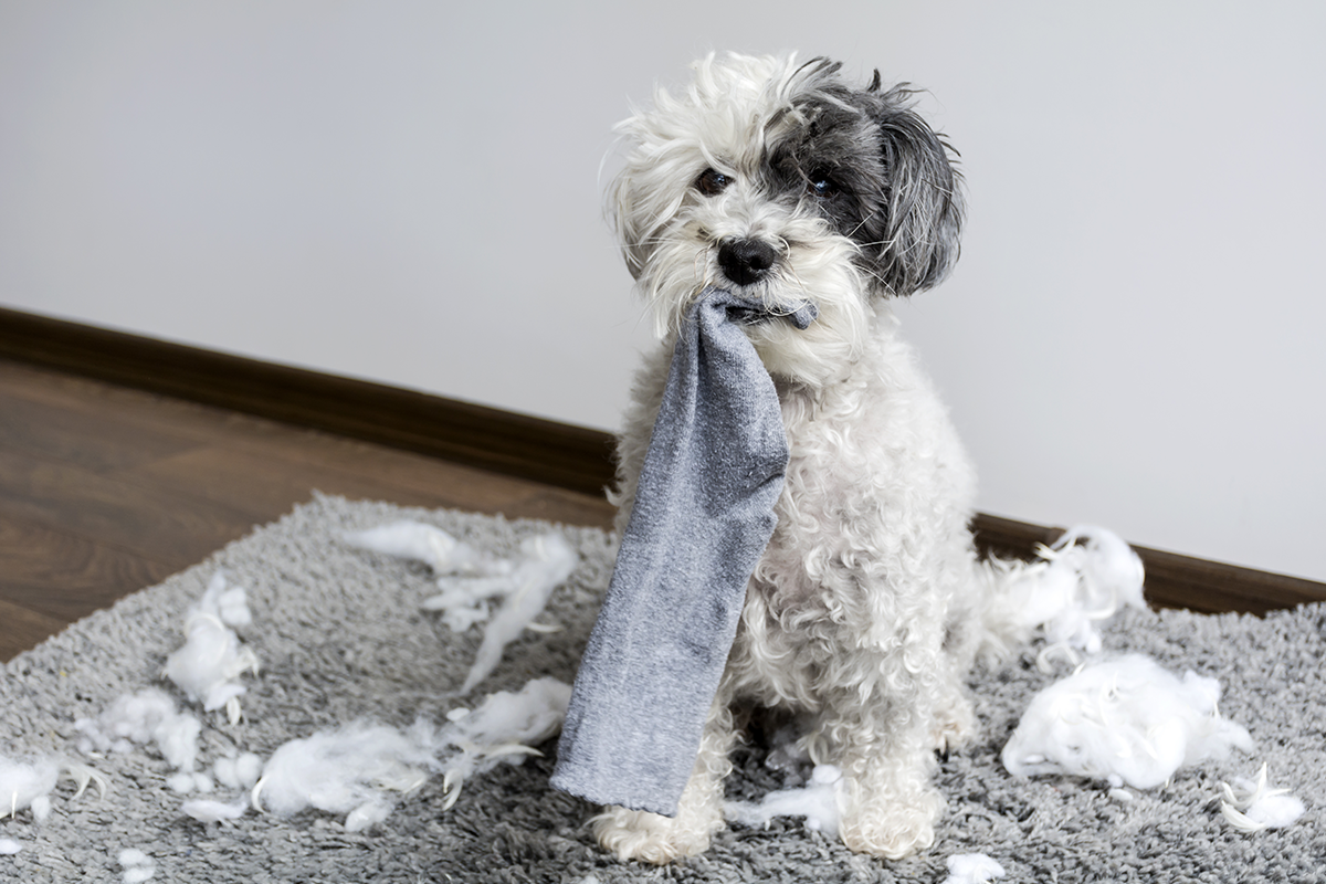 20 nezbedných psíkov, ktoré nedarujú svojim majiteľom absolútne nič