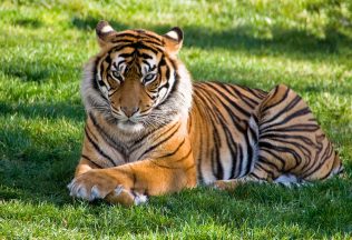 Na východe Slovenska sa pohybuje tiger, ušiel zo zoo na Ukrajine