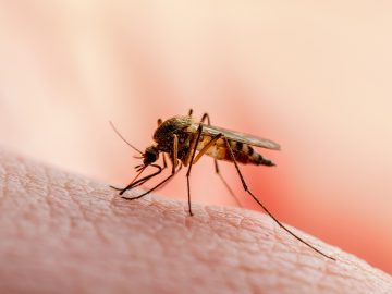 šokujúce fakty a zaujímavosti, komár, krvná skupina