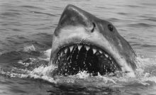 útok žraloka, film Čeľuste, Jaws, história, fakty a zaujímavosti, skutočné udalosti