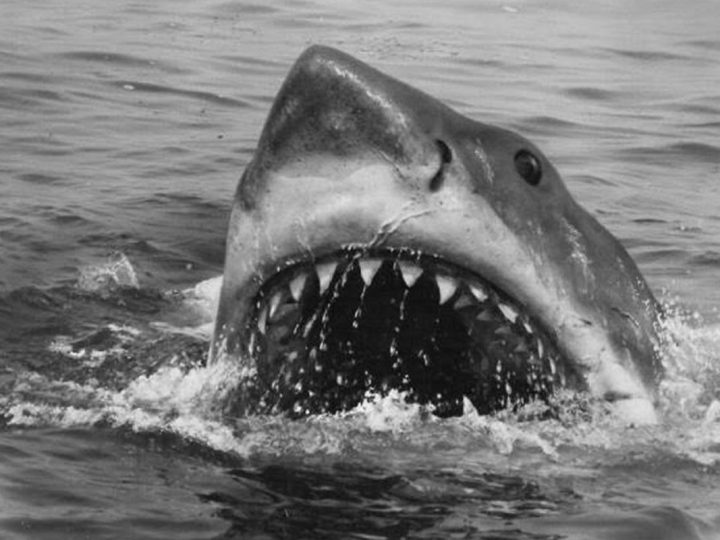 útok žraloka, film Čeľuste, Jaws, história, fakty a zaujímavosti, skutočné udalosti