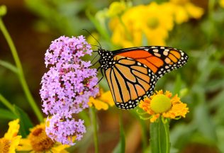 meteorológ Edward Lorenz, motýlie krídla, efekt motýlích krídel, vedecká teória, fakty a zaujímavosti