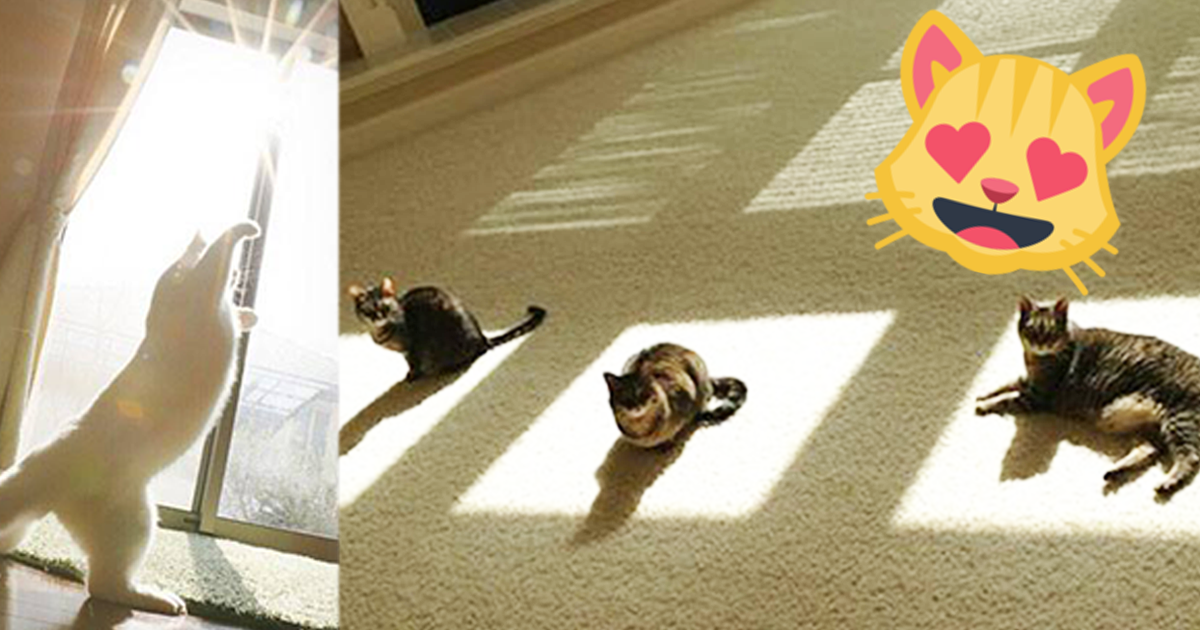 15 mačiek, ktoré milujú slnko viac, než čokoľvek na svete