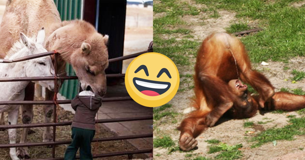 Zábavné fotografie, ktoré sú dôkazom toho, že zvieratá v ZOO sú schopné všetkého