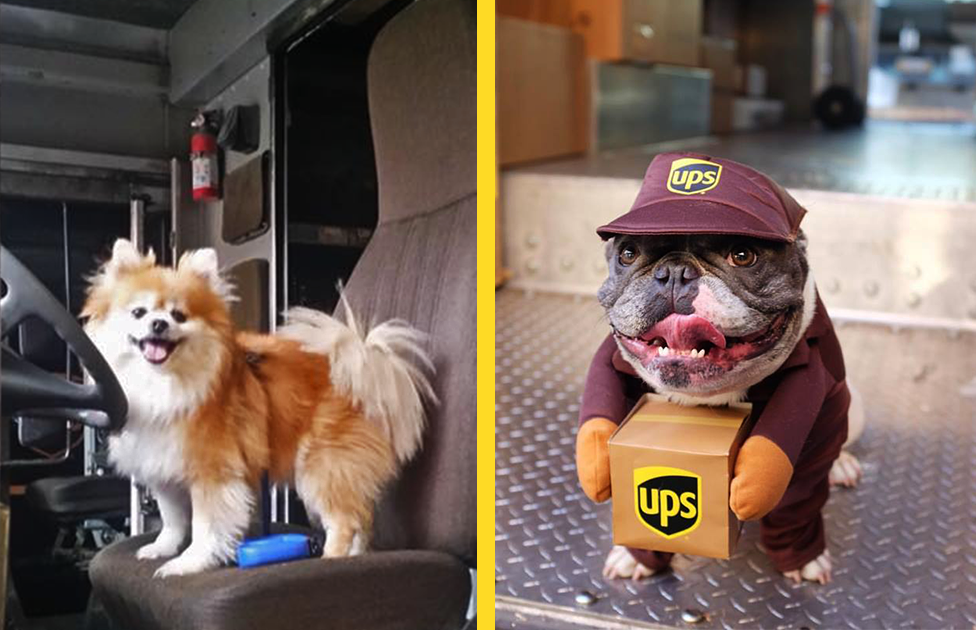 UPS kuriér založil na FB stránku o psíkoch, ktoré spoznal počas roznášky