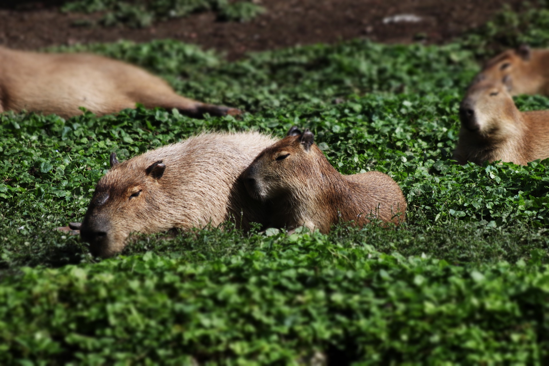 Kapybary sú najlepšími priateľmi vo zvieracej ríši