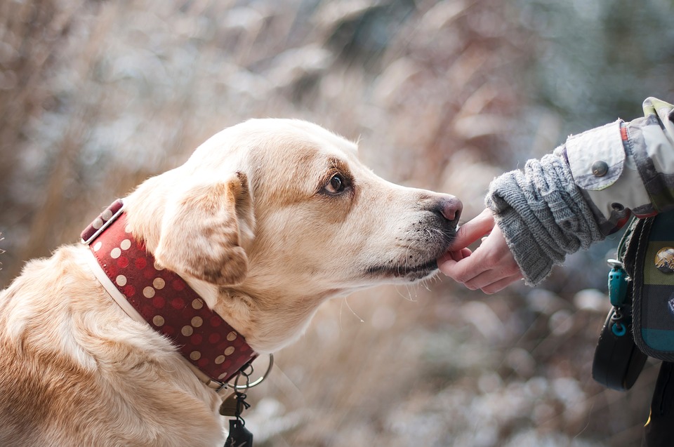 17 vecí, ktoré určite poznáš, ak miluješ psov viac ako seba
