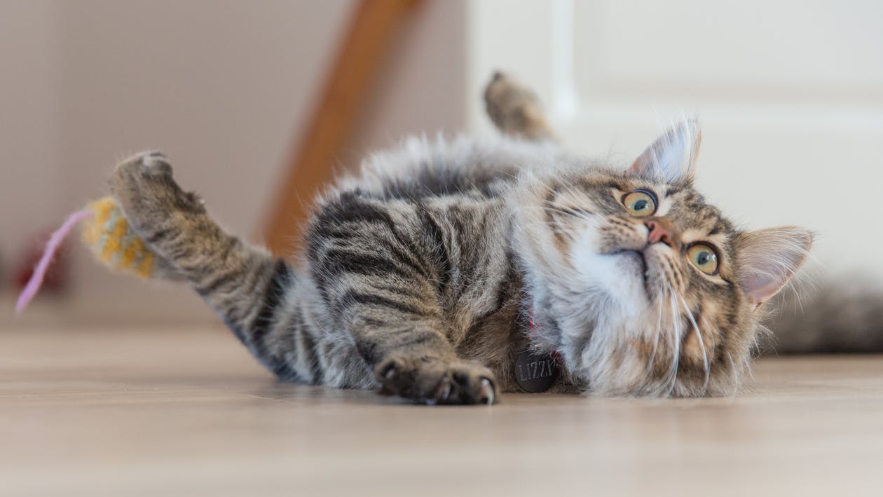 20 konverzácií s mačkou, v ktorých si sa už určite ocitol, ak jednu doma máš
