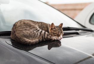 Bezdomovec žil v aute so 47 mačkami