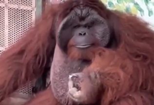 Ohrozený orangutan fajčil cigaretu