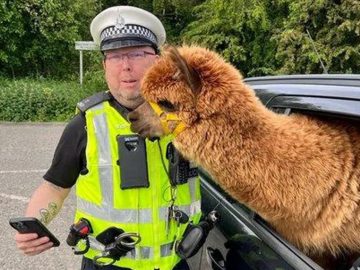 Škótska polícia zastavila auto s alpakou