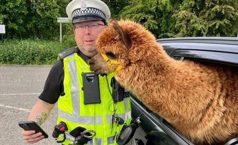 Škótska polícia zastavila auto s alpakou