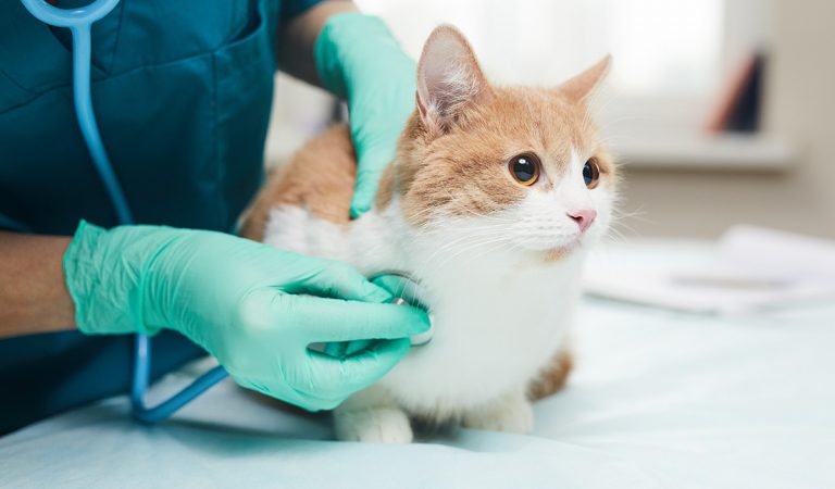 Ľudia sa podelili o bizarné dôvody, prečo museli zobrať svojich domácich miláčikov k veterinárovi