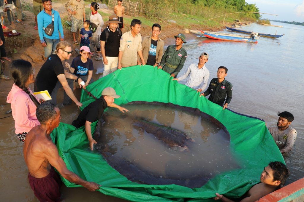 V Kambodži ulovili najväčšiu sladkovodnú rybu