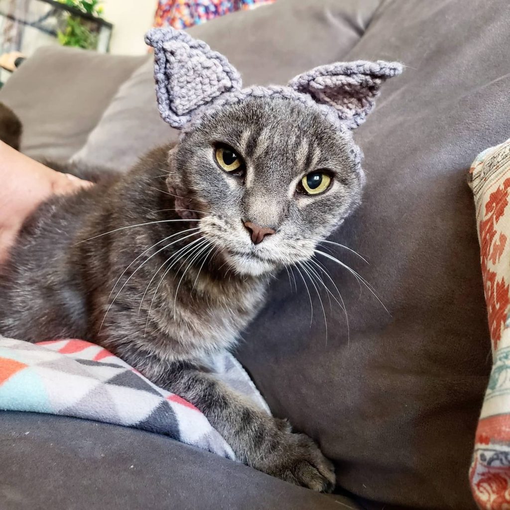 Mačka bez uší je hviezdou Instagramu