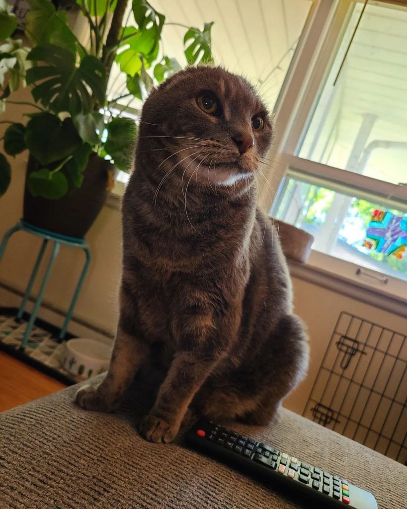 Mačka bez uší je hviezdou Instagramu