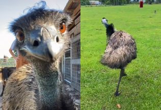 Emu, ktorý útočí ľuďom na telefóny, sa stal hitom internetu