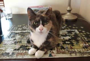 Mačky skladajú puzzle