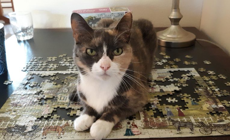 Mačky skladajú puzzle