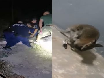 Maďarskí policajti naháňali kenguru