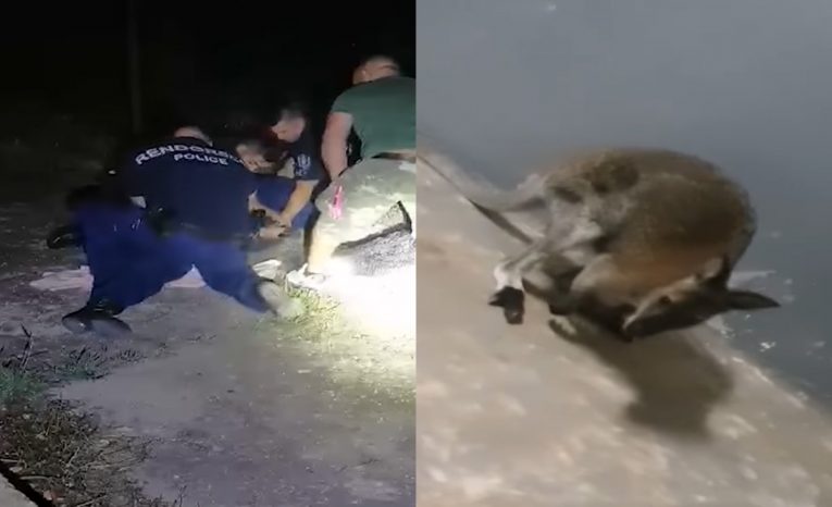 Maďarskí policajti naháňali kenguru