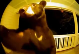 Žene na zvonček pri dverách zazvonil medveď