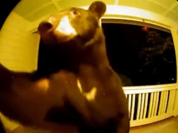 Žene na zvonček pri dverách zazvonil medveď