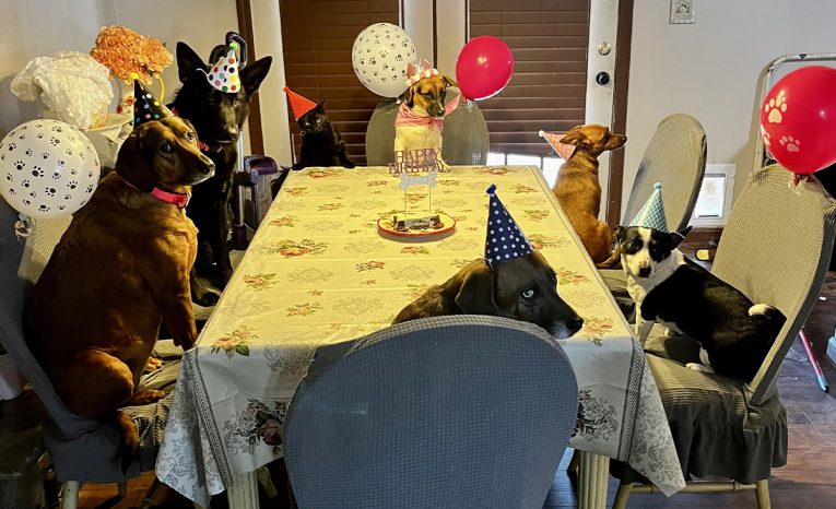 Zvieratká, ktoré oslavujú narodeniny