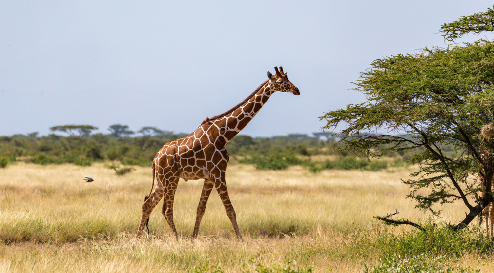 Zvedavá žirafa prekazila páru žiadosť o ruku
