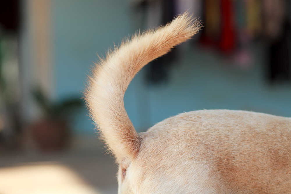 Vedci zistili, že psíky vrtia chvostom doprava, keď sú s niekým, koho majú rady