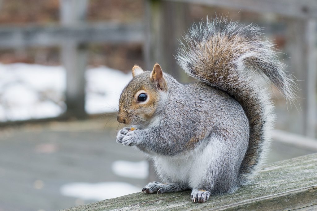 Briti bojujú proti premnoženým veveričkám tabletkami antikoncepcie zabalenými v Nutelle