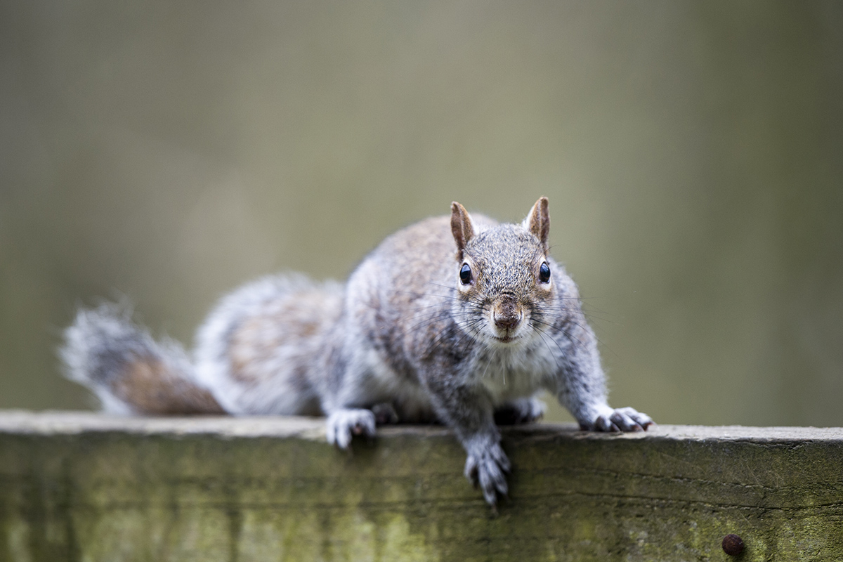 Briti bojujú proti premnoženým veveričkám antikoncepciou obalenou v Nutelle