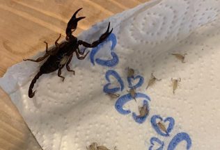 Žena si z dovolenky priniesla 18 živých škorpiónov