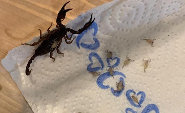 Žena si z dovolenky priniesla 18 živých škorpiónov