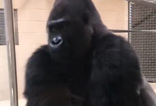 Video s kĺzajúcou sa gorilou sa stalo virálnym hitom