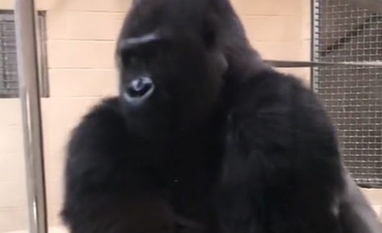 Video s kĺzajúcou sa gorilou sa stalo virálnym hitom