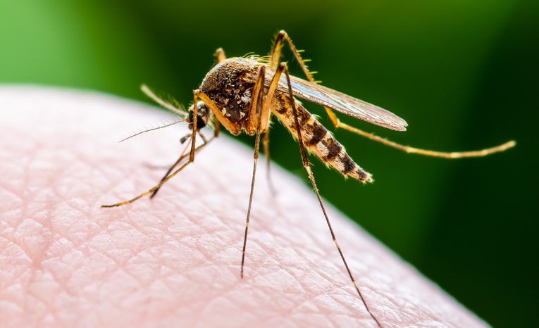 Vedci prišli na to, že komáre lákajú tri konkrétne farby