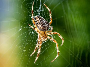 Vedci predpokladajú, že pavúky dokážu snívať