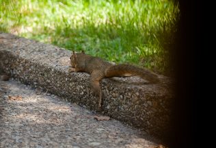 Veveričky ležia na bruchu s roztiahnutými končatinami. Čo znamená toto správanie?
