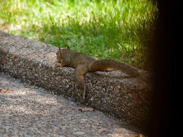 Veveričky ležia na bruchu s roztiahnutými končatinami. Čo znamená toto správanie?