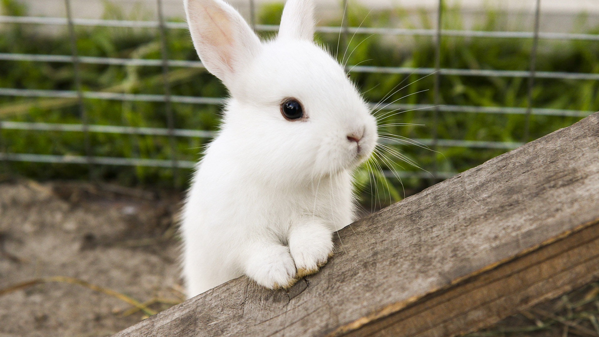 Zvláštne maniere domácich králikov, ktoré dovádzajú ich majiteľov do šialenstva