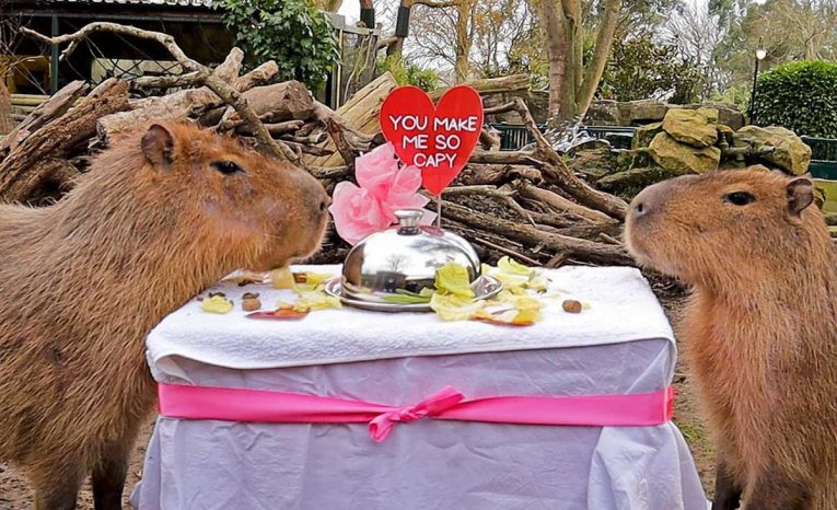 Zaujímavé fakty o kapybare, momentálne najobľúbenejšom zvierati internetu