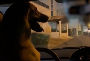 Muž dovolil šoférovať auto svojmu psíkovi. Zaklopala mu na dvere polícia