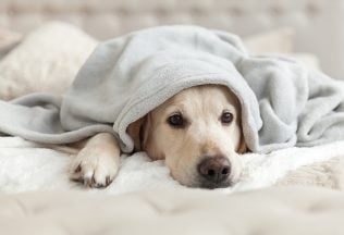 Psy môžu v ľuďoch prehlbovať depresie či úzkosti. Tvrdia to vedci v novej štúdii