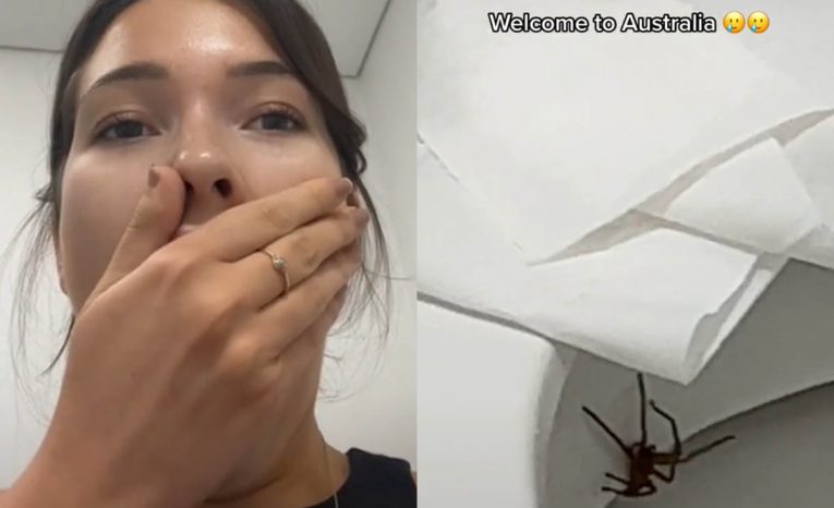 modelka, Austrália, pavúk, huntsman spider, TikTok, virálne video